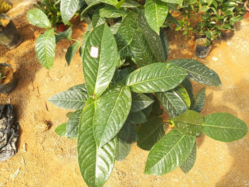 越南抱茎四季海棠茶花四季开花