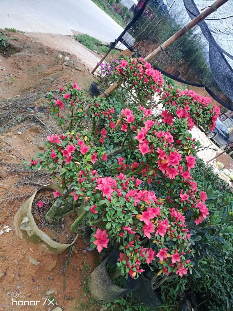 精品映山红杜鹃桩造景树桩