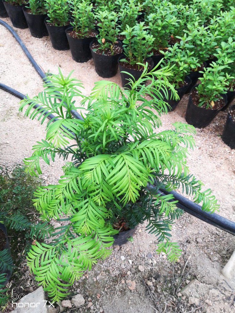 红豆杉小盆景盆栽植物