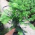红豆杉小盆景盆栽植物