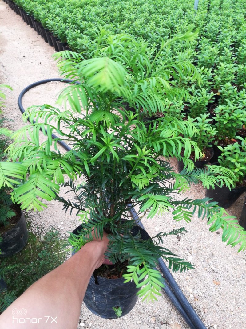 红豆杉小盆景盆栽植物
