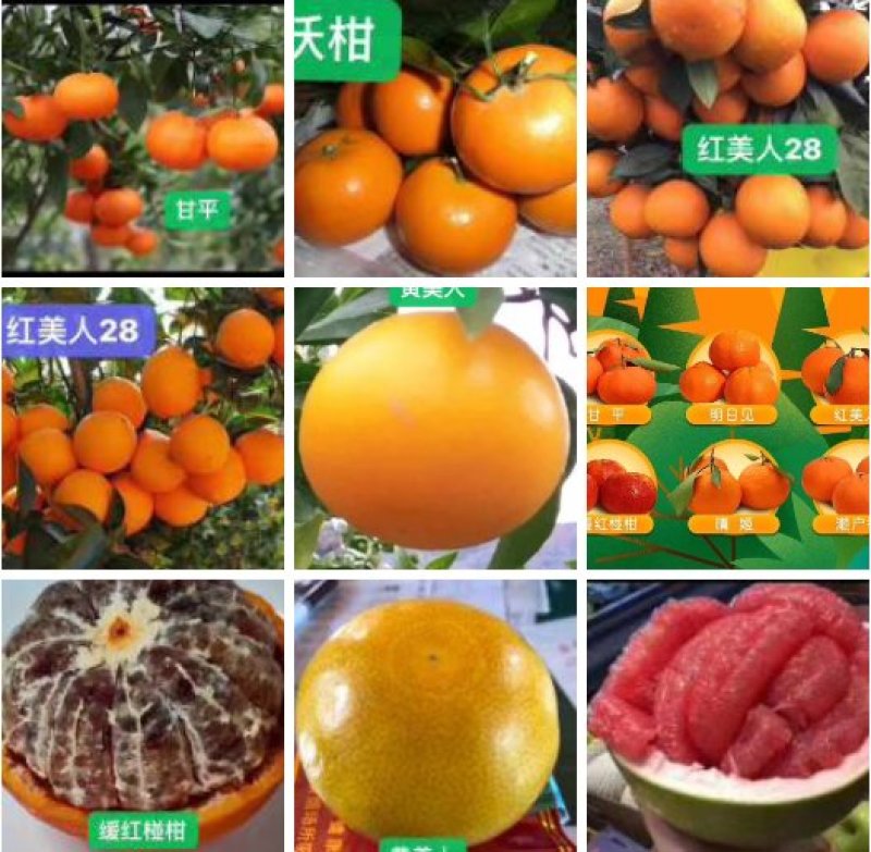 柑桔枝条南瓜柑枝条二十一根口感超甜外形独特
