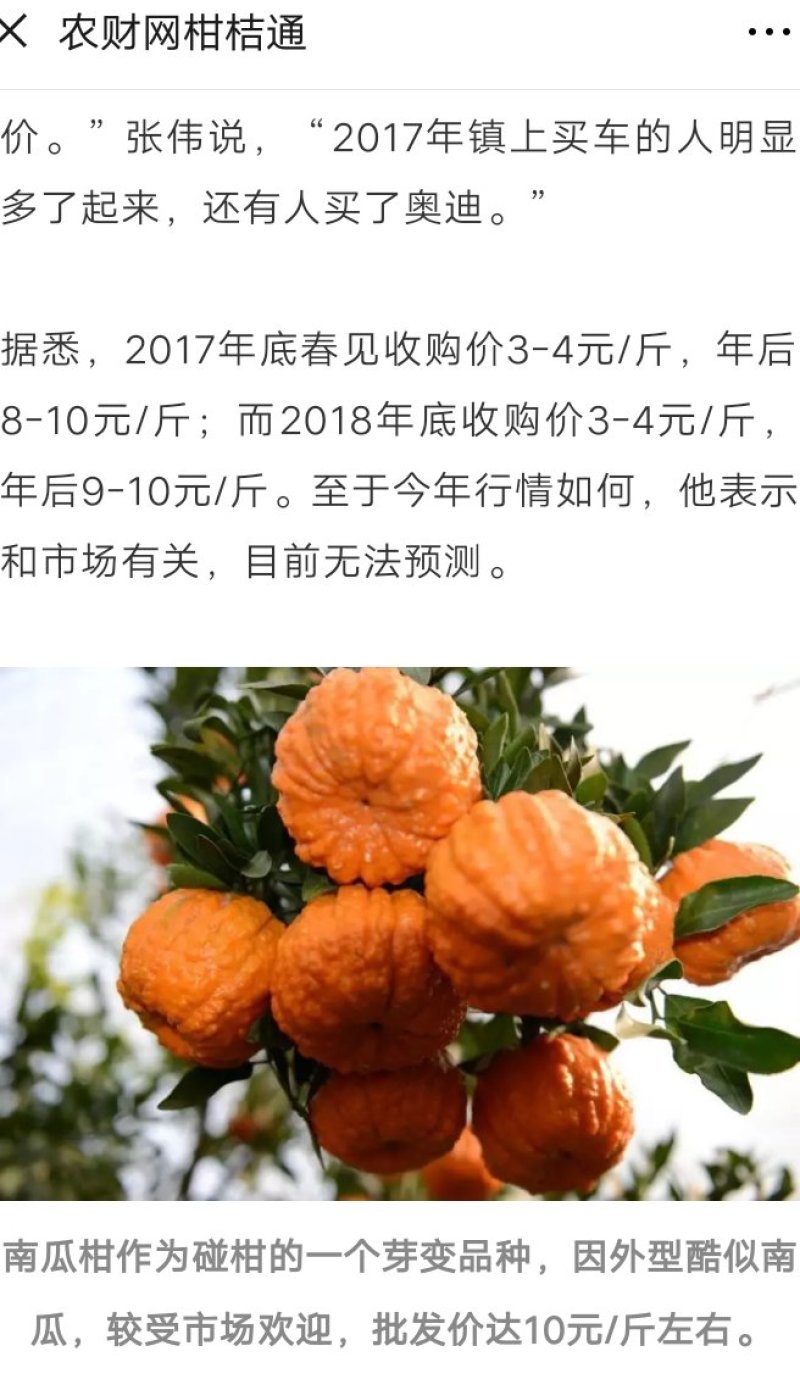 柑桔枝条南瓜柑枝条二十一根口感超甜外形独特