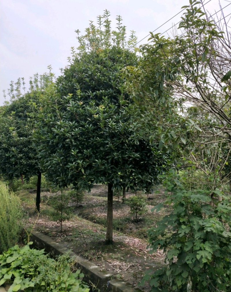 各种规格桂花，大量桂花小苗，大量红叶石兰扦插苗