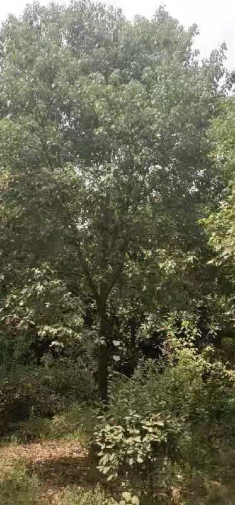 各种规格香樟树苗，主营6-20公分香樟树苗