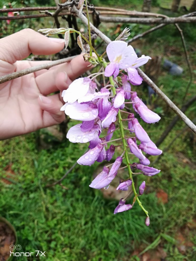 紫藤花植物盆栽千里香