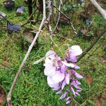 紫藤花植物盆栽千里香