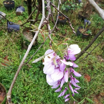 紫藤花植物盆栽千里香