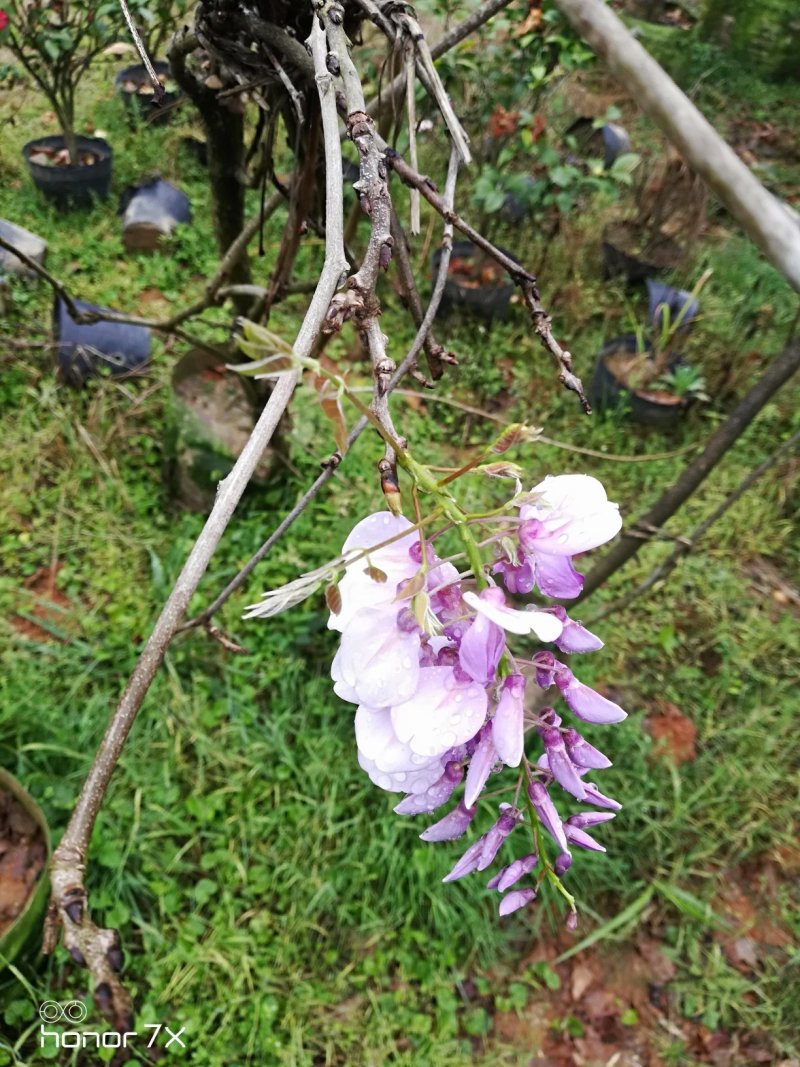 紫藤花植物盆栽千里香