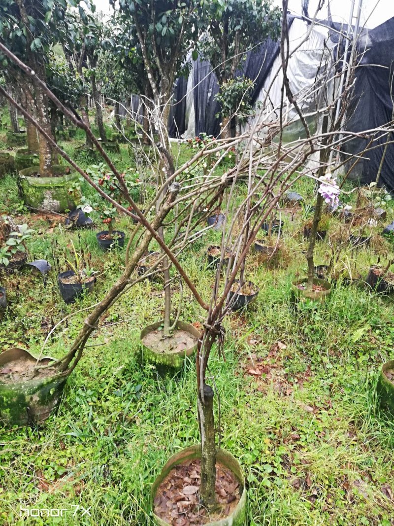 紫藤花植物盆栽千里香