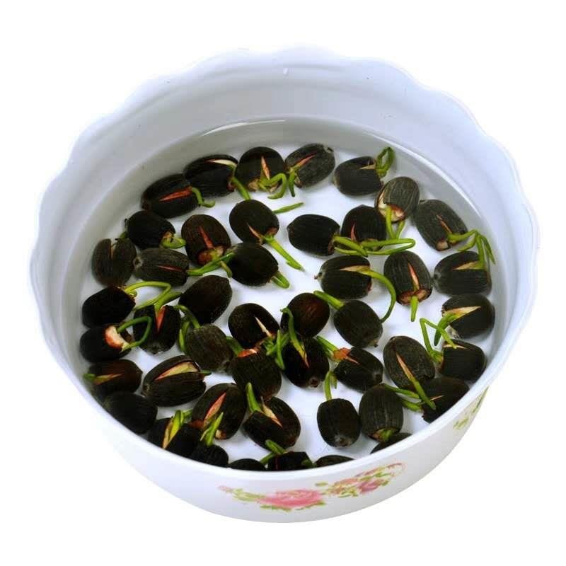 水培植物碗莲种子四季室内种植迷你碗莲种子新种子质量好