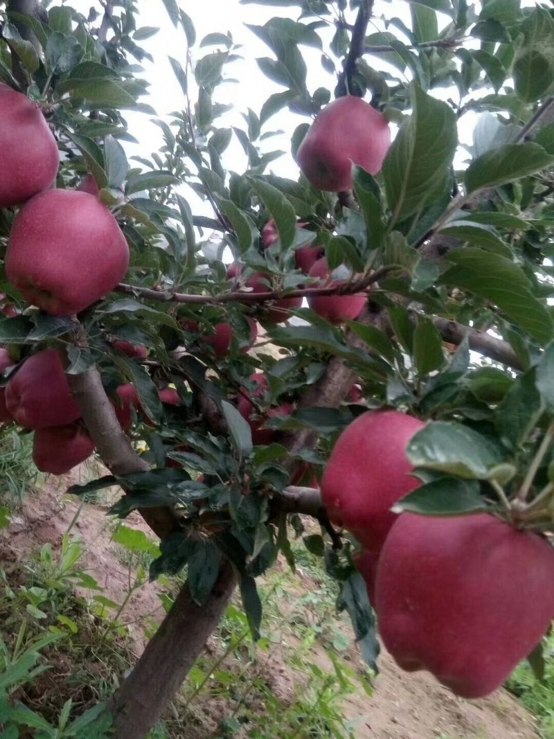 花牛苹果