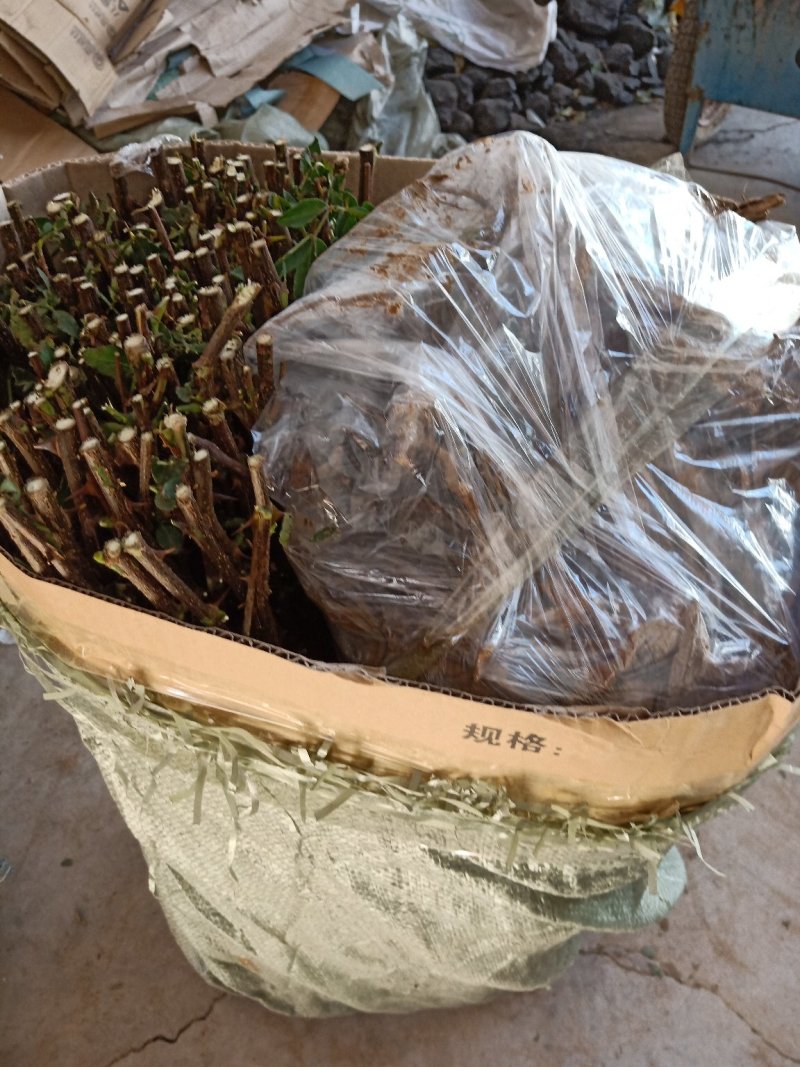 花椒苗大红袍花椒苗无刺花椒苗狮子头花椒苗篱笆花椒树苗