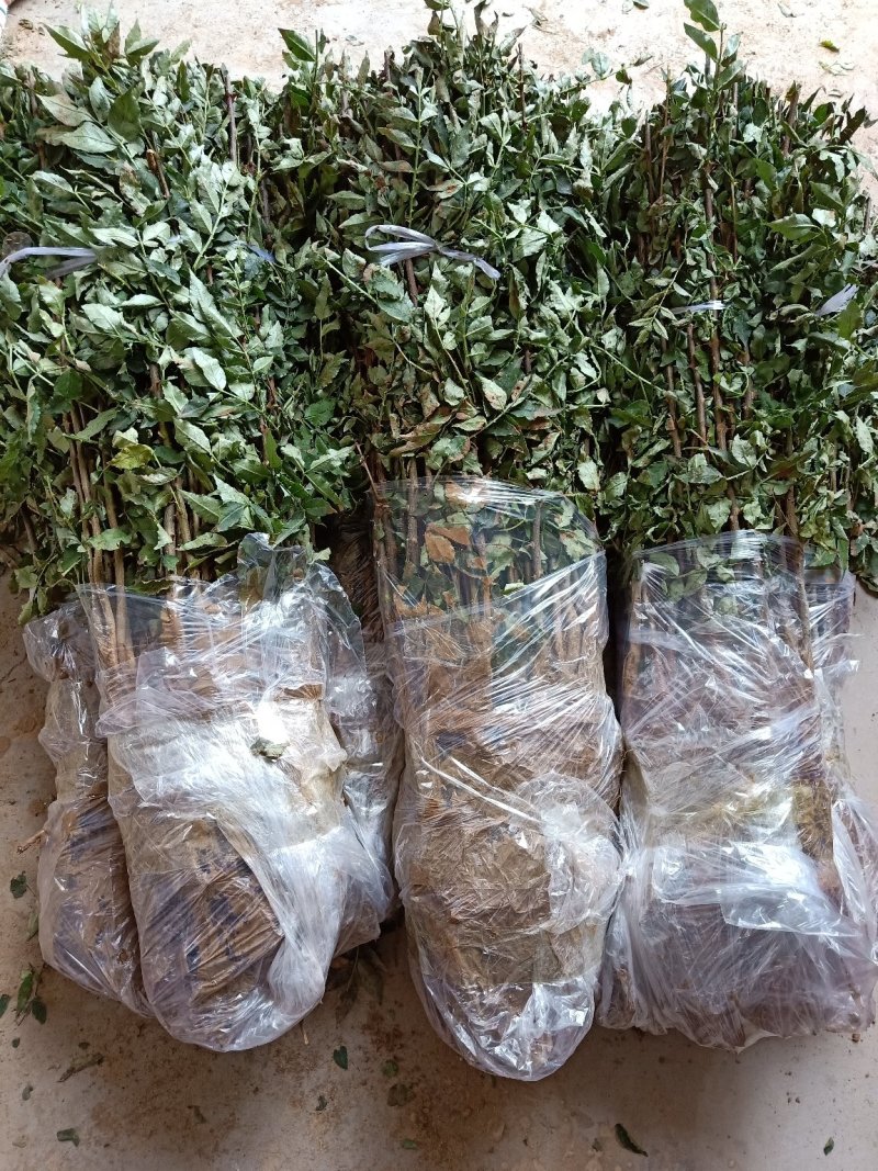 花椒苗大红袍花椒苗无刺花椒苗狮子头花椒苗篱笆花椒树苗