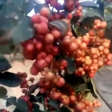 花椒苗大红袍花椒苗无刺花椒苗狮子头花椒苗篱笆花椒树苗