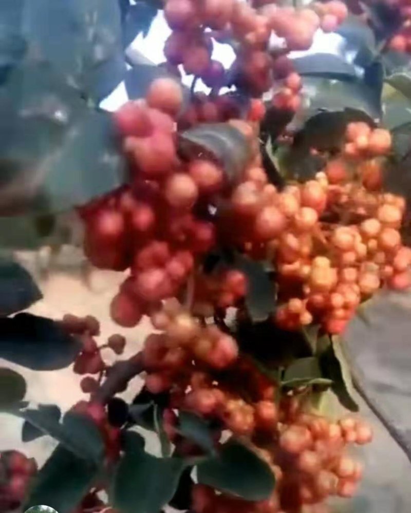 花椒苗大红袍花椒苗无刺花椒苗狮子头花椒苗篱笆花椒树苗