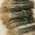 花椒苗大红袍花椒苗无刺花椒苗狮子头花椒苗篱笆花椒树苗