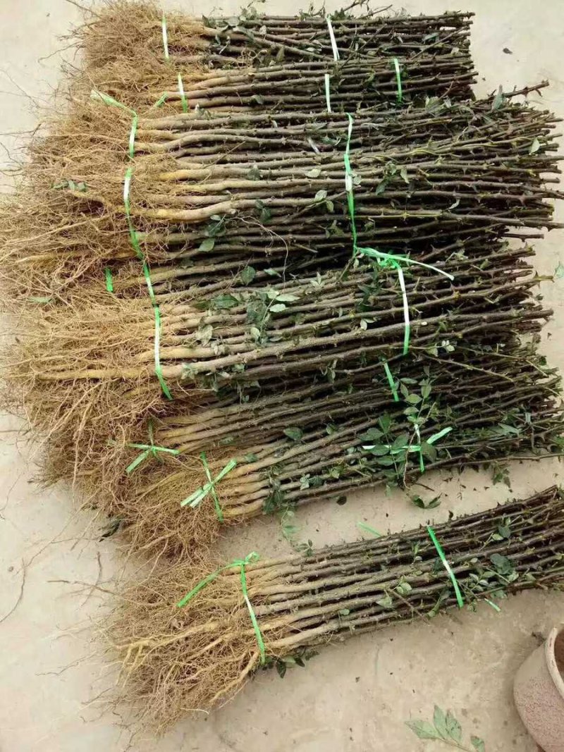 花椒苗大红袍花椒苗无刺花椒苗狮子头花椒苗篱笆花椒树苗