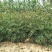 花椒苗大红袍花椒苗无刺花椒苗狮子头花椒苗篱笆花椒树苗