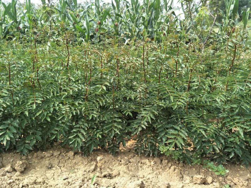 花椒苗大红袍花椒苗无刺花椒苗狮子头花椒苗篱笆花椒树苗