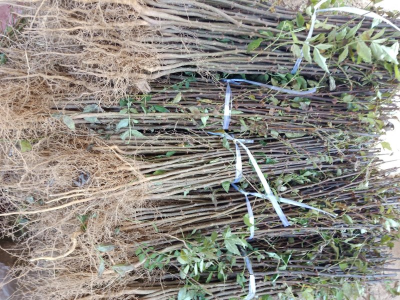 花椒苗大红袍花椒苗无刺花椒苗狮子头花椒苗篱笆花椒树苗