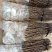 花椒苗大红袍花椒苗无刺花椒苗狮子头花椒苗篱笆花椒树苗