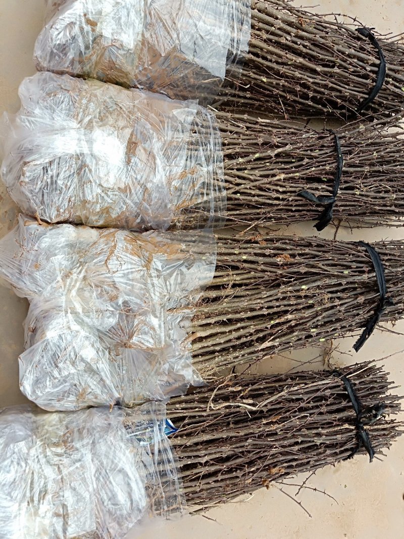 花椒苗大红袍花椒苗无刺花椒苗狮子头花椒苗篱笆花椒树苗