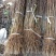 花椒苗大红袍花椒苗无刺花椒苗狮子头花椒苗篱笆花椒树苗