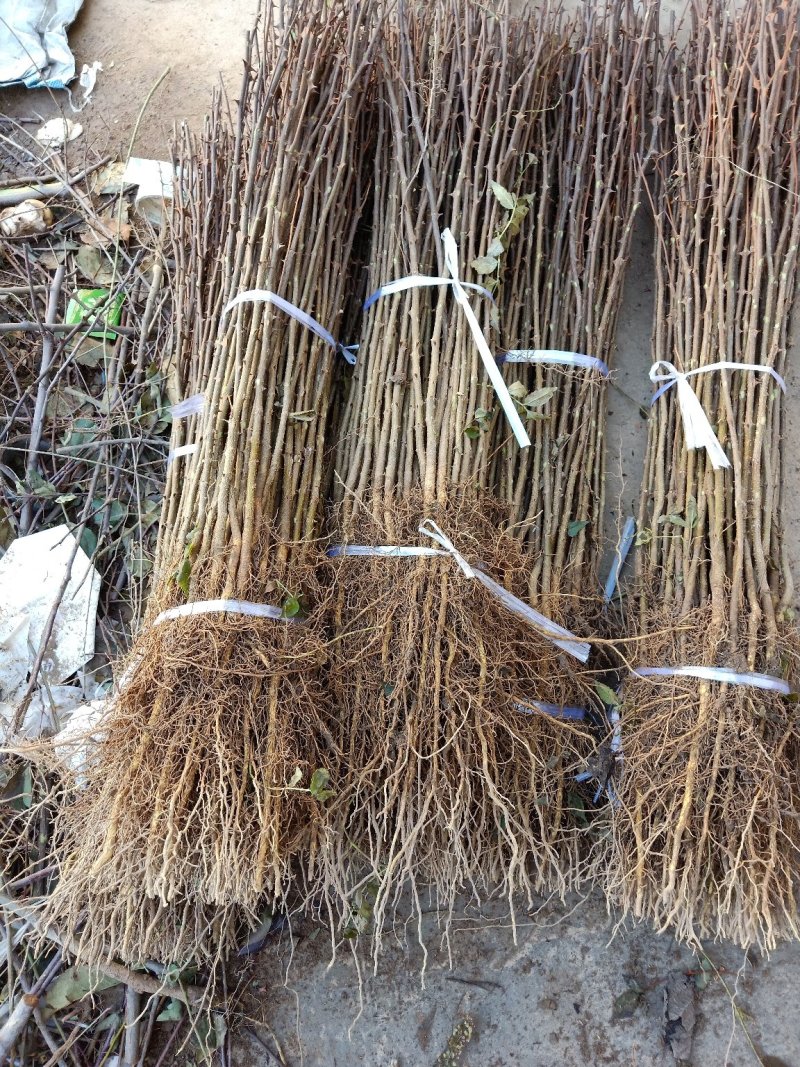 花椒苗大红袍花椒苗无刺花椒苗狮子头花椒苗篱笆花椒树苗