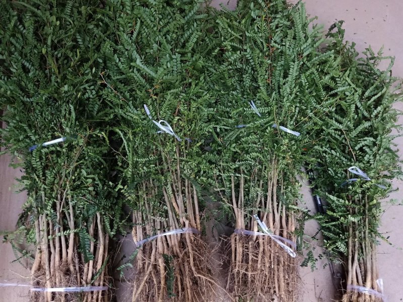 皂角苗皂荚树苗大刺皂角苗