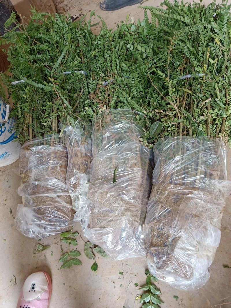 皂角苗皂荚树苗大刺皂角苗