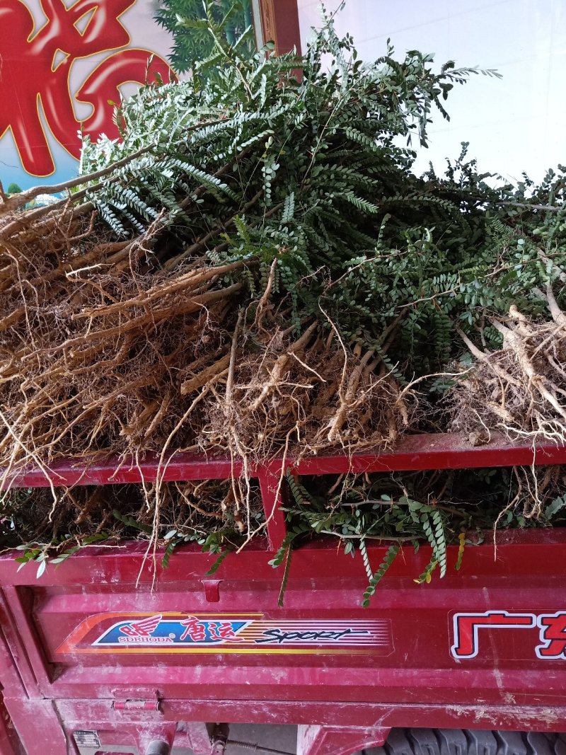 皂角苗皂荚树苗大刺皂角苗
