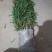 皂角苗皂荚树苗大刺皂角苗