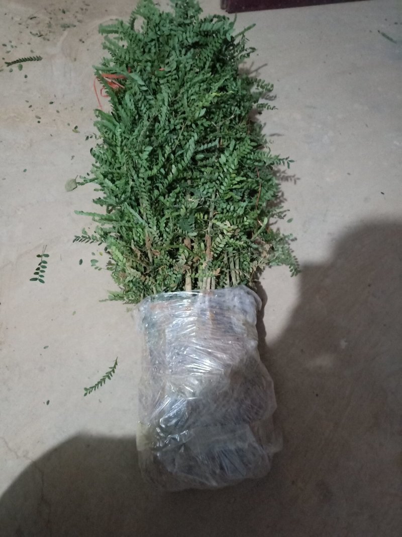 皂角苗皂荚树苗大刺皂角苗