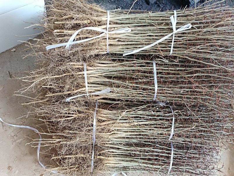 皂角苗皂荚树苗大刺皂角苗