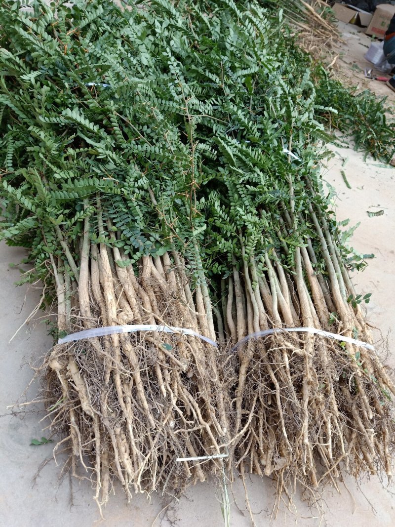 皂角苗皂荚树苗大刺皂角苗