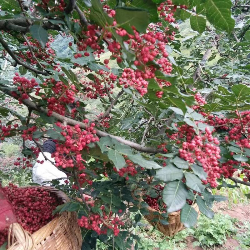 武都:大红袍花椒苗一年苗（伏椒）提供种植技术