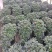 悬崖梅红杜鹃盆栽植物