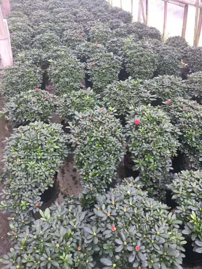 悬崖梅红杜鹃盆栽植物