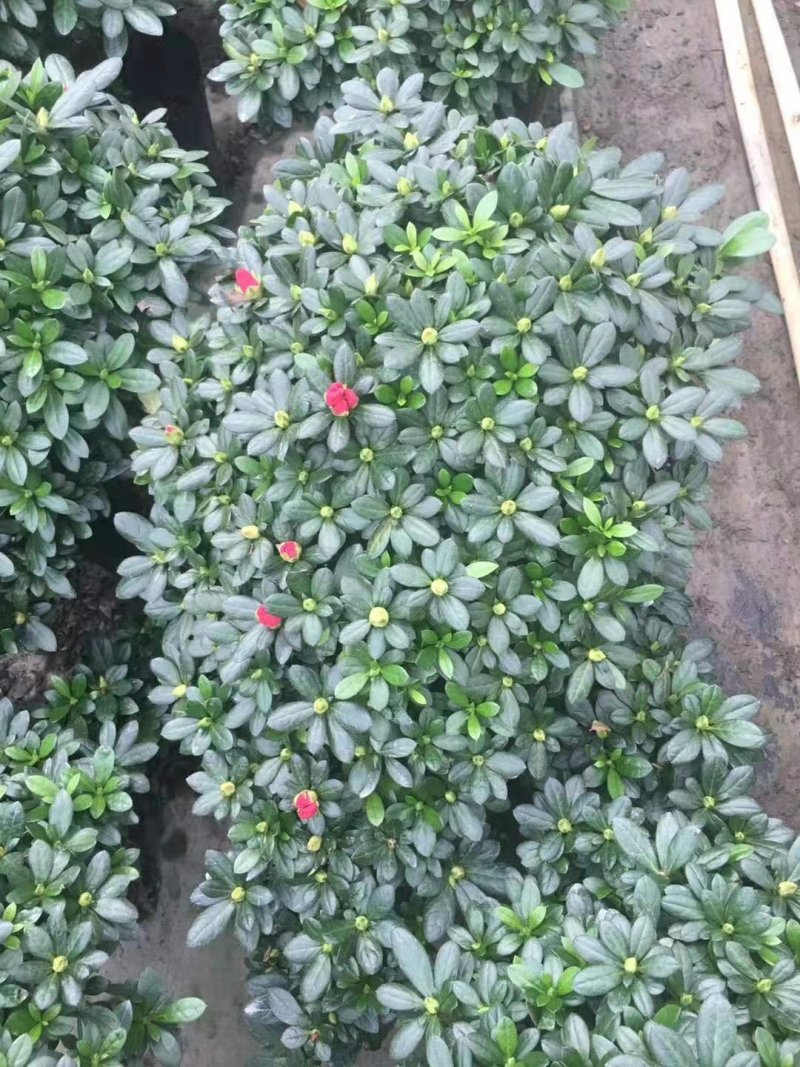 悬崖梅红杜鹃盆栽植物