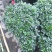 悬崖梅红杜鹃盆栽植物