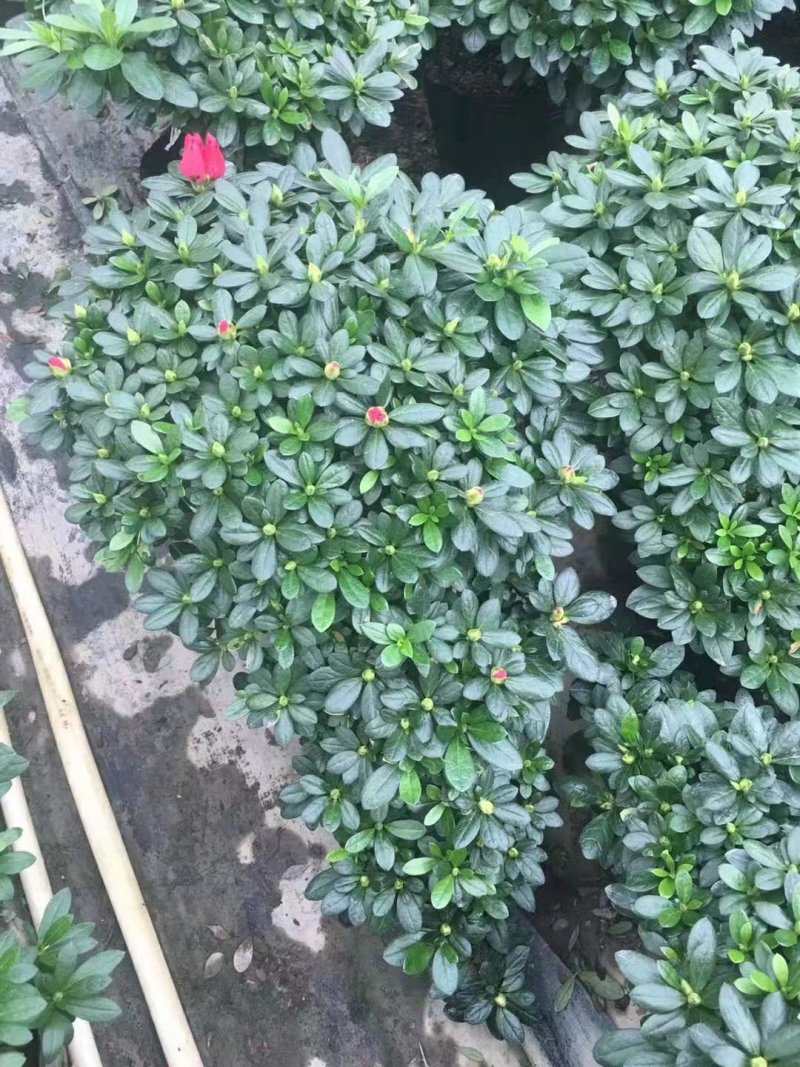 悬崖梅红杜鹃盆栽植物
