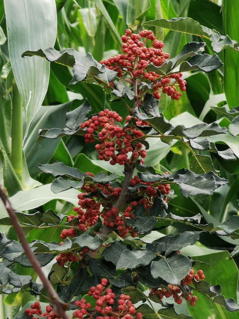 武都特产：无刺嫁接大红袍花椒苗（伏椒）提供种植技术