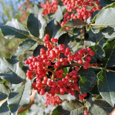 甘肃：无刺嫁接大红袍花椒苗（伏椒）提供种植技术