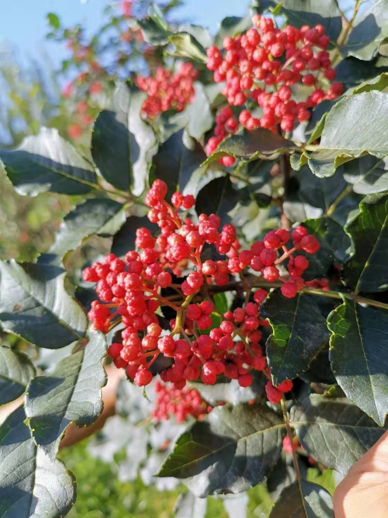 甘肃：无刺嫁接大红袍花椒苗（伏椒）提供种植技术