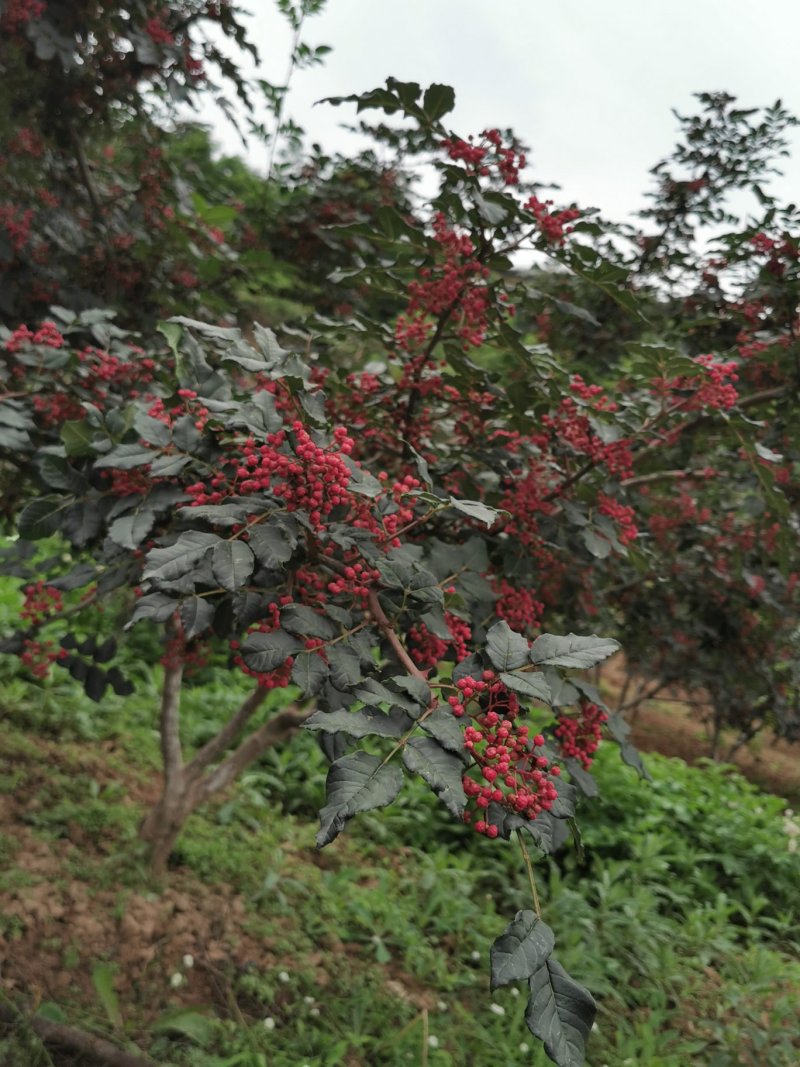 甘肃武都:无刺花椒成年树