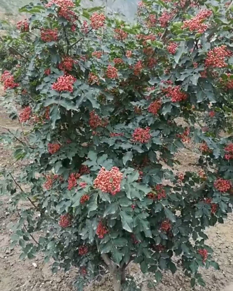 甘肃武都:无刺花椒成年树
