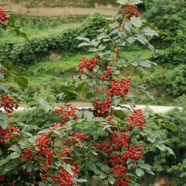 甘肃武都:无刺花椒成年树