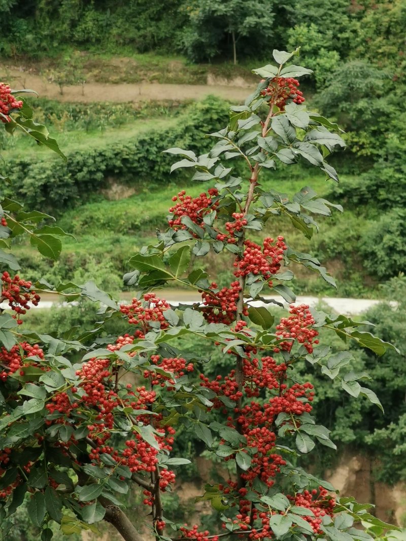 甘肃武都:无刺花椒成年树
