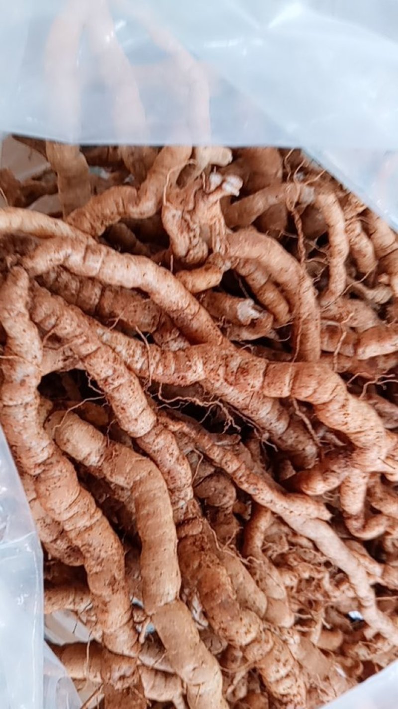 巴戟天鲜货，中大均匀，修毛，质量好，一手货源，物美价廉